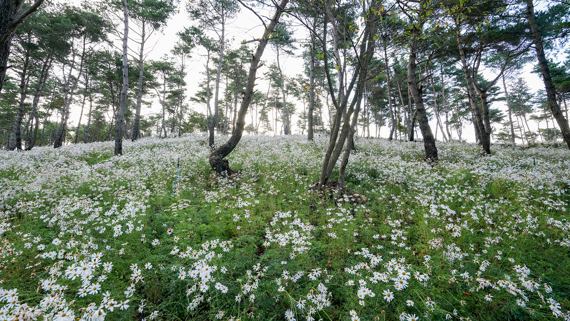 감악산 별바람언덕